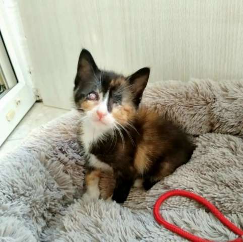 Трехцветный маленький котенок в добрые руки