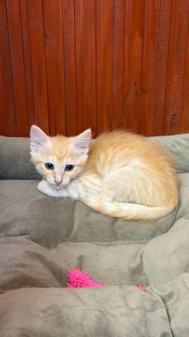Котёнок Персик ищет дом