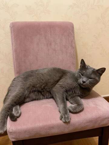 Русская голубая кошка в добрые руки Русская голубая кошка в добрые руки