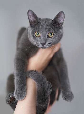Котенок Жеки ищет свой дом
