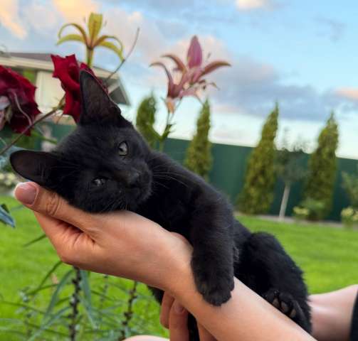 Три чудесных мальчика, нуждаются в доме