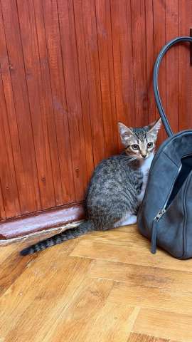 Котята ищут дом