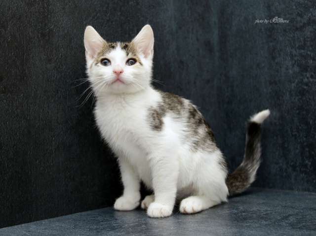 Отдам славных котят в добрые руки