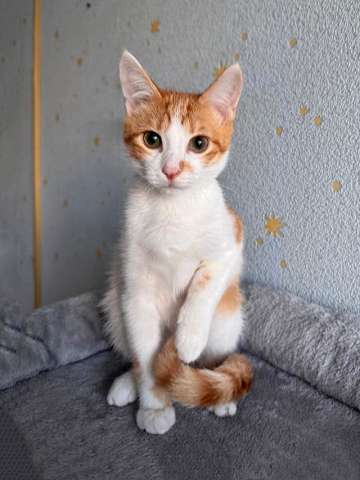 Тоша, маленький персиковый котенок, который ждёт своего человека