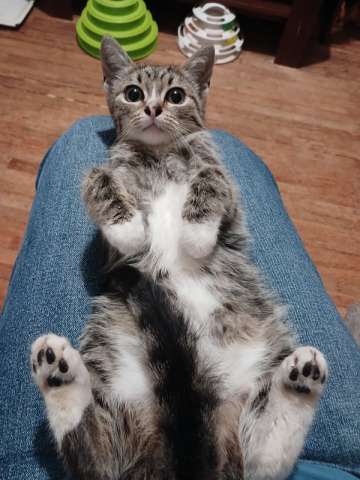 Самый милый котенок в мире