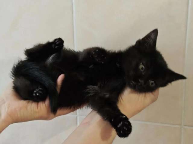 Ищет дом котеночек Ночка.