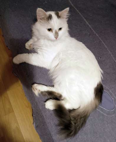 Домашний уютный котик Кузя в добрые руки Домашний уютный котик Кузя в добрые руки