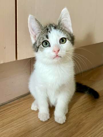 Ищут дом спасенные котята: брат и сестра