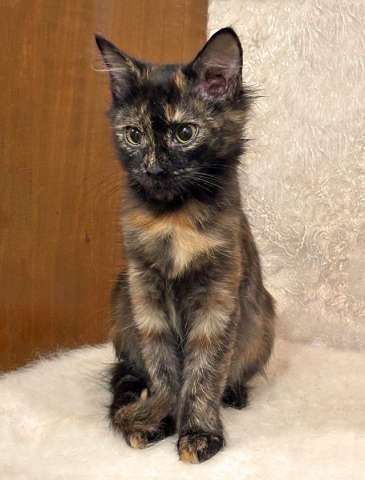 Руся, маленький черепаховый котенок, который хочет стать чьим-то родным