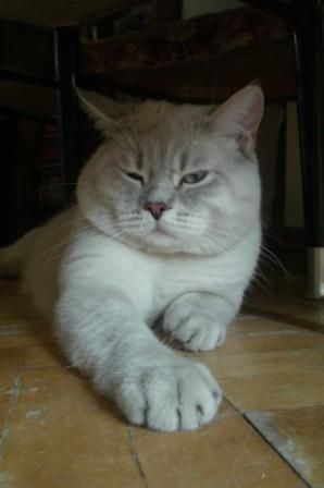 Британский кот приглашает Британский кот приглашает