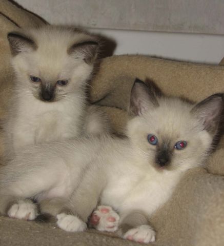 тайские котята тайские котята