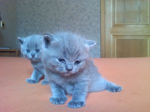 Британские котята от Чемпиона Мира Британские котята от Чемпиона Мира