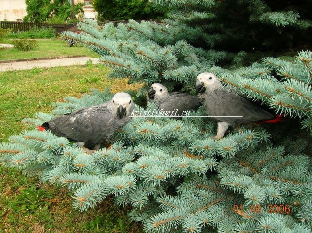 Птенцы жако