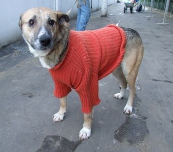 собака Павлуша, рассудительный мужичок, в добрые руки, даром собака Павлуша, рассудительный мужичок, в добрые руки, даром