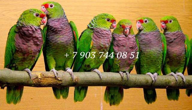Винногрудый амазон (Amazona vinacea) птенцы из питомника Винногрудый амазон (Amazona vinacea) птенцы из питомника