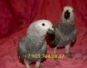 Попугай жако - ручные птенцы из питомника