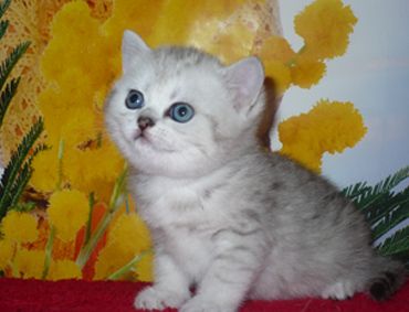 Шотландская короткошерстная девочка Шотландская короткошерстная девочка