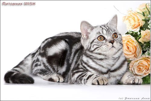ЧИСТОКРОВНЫЕ БРИТАНСКИЕ КОТЯТА МРАМОРНЫХ ОКРАСОВ! ЧИСТОКРОВНЫЕ БРИТАНСКИЕ КОТЯТА МРАМОРНЫХ ОКРАСОВ!