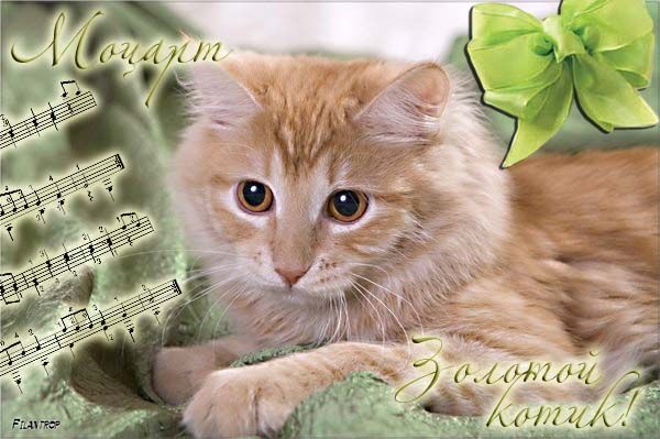 Котик - рыжее золото – Моцарт! Котик - рыжее золото – Моцарт!