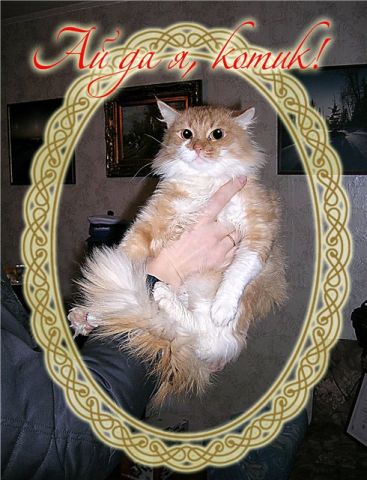 Рыжий Кот-Воркот Бархатный Живот! В самые отвтетственные руки! Рыжий Кот-Воркот Бархатный Живот! В самые отвтетственные руки!