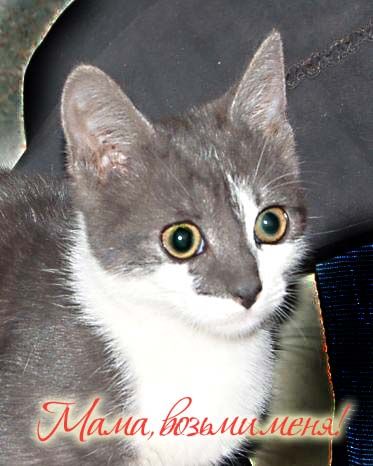 Котодевочка Цоля, 4 мес. – ищу любимого хозяина! Котодевочка Цоля, 4 мес. – ищу любимого хозяина!