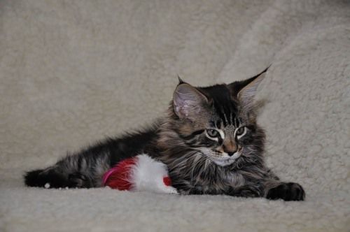 Котята Мейн-куна Котята Мейн-куна