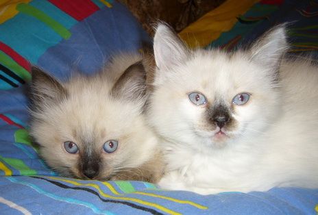 котик бирманский котик бирманский