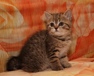 Скоттиш-страйт Скоттиш-страйт