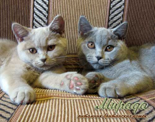 Элитные британские котята Элитные британские котята