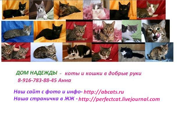 Котята, кошки и коты в добрые руки Котята, кошки и коты в добрые руки