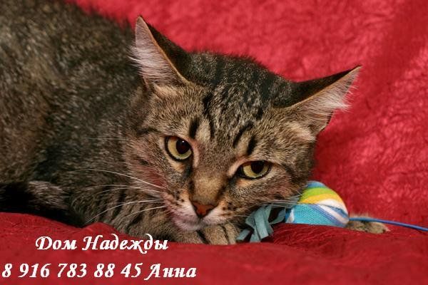 Дом Надежды- заМУРРчательные коты и кошки в добрые руки Дом Надежды- заМУРРчательные коты и кошки в добрые руки
