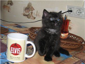 Продаются 2 плюшевых шотландских котика (скоттиш-страйт) Продаются 2 плюшевых шотландских котика (скоттиш-страйт)
