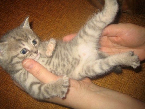 Британские котята окраса ВИСКАС Британские котята окраса ВИСКАС