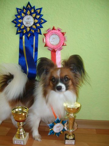 Продаются элитные щенки Папильона от Чемпионов России. Родились 01.03. 2009 г. Продаются элитные щенки Папильона от Чемпионов России. Родились 01.03. 2009 г.