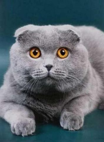 ПРИГЛАШАЕТ НА ВЯЗКУ КОТ - ПРОДАЖА КОТЯТ ПРИГЛАШАЕТ НА ВЯЗКУ КОТ - ПРОДАЖА КОТЯТ