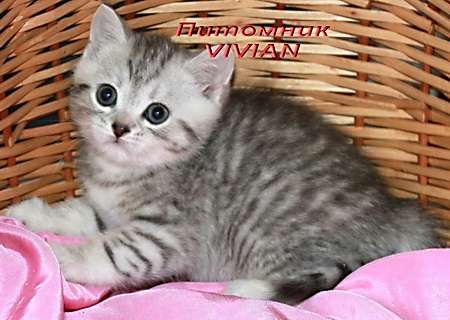 Британские вискасные котята .Питомник VIVIAN Британские вискасные котята .Питомник VIVIAN