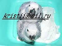 продаю птенцов жако выкормышей продаю птенцов жако выкормышей