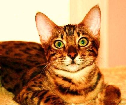 Бенгальские котята Бенгальские котята