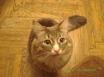 Красивый серый кот ищет подругу Красивый серый кот ищет подругу