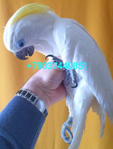 Синеочковый какаду (Cacatua ophthalmica) птенцы из питомника Синеочковый какаду (Cacatua ophthalmica) птенцы из питомника