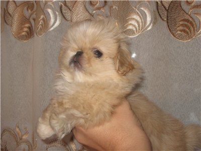 Пекинесы щенки Пекинесы щенки