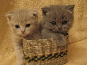 Британские и шотландские котята Британские и шотландские котята