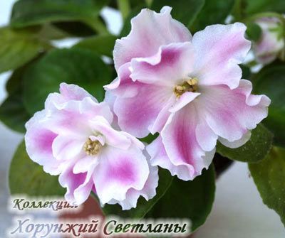 Фиалки и другие комнатные растения Фиалки и другие комнатные растения