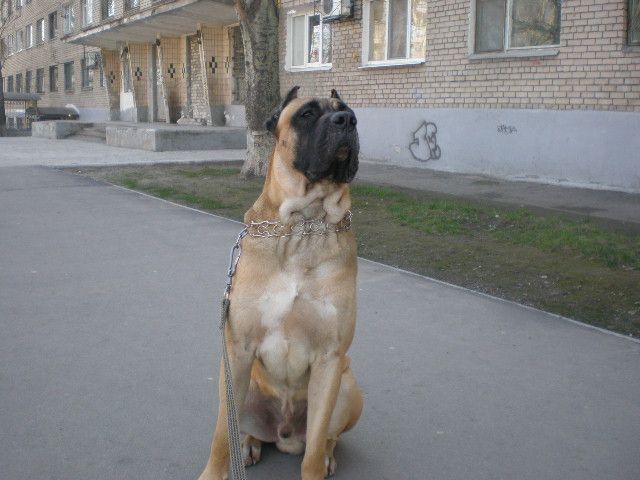 Дого Канарио Дого Канарио