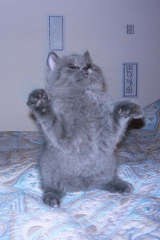 Чистокровный британский котенок - девочка Чистокровный британский котенок - девочка