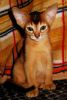 Абиссинские котята питомника Almon-Dilaem & Night Hunter. Большой выбор абиссинских котиков и ко