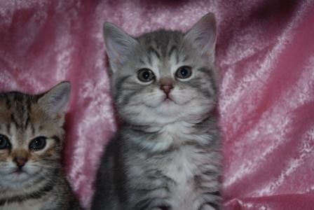британская голубая мраморная кошечка британская голубая мраморная кошечка