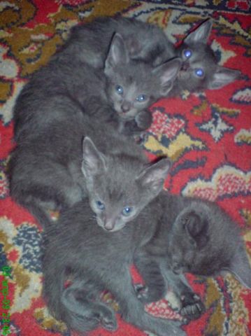 Продаю котят Русской голубой (Эти "чуды" ждут именно вас!!!) Продаю котят Русской голубой (Эти "чуды" ждут именно вас!!!)