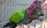 Веерный попугай (Deroptyus accipitrinus) - птенцы выкормыши из питомника