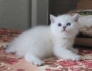 Эксклюзивный шотландский котик Джастин тимберлейк
